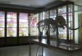 L'elefante nano