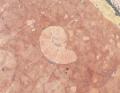 Ammonite nel rosso veronese