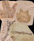 LE MERAVIGLIE FOSSILI DELLE ANTICHE GESSAIE DI SENIGALLIA: UNA MOSTRA PER RISCOPRIRE UN PREZIOSO PATRIMONIO PALEONTOLOGICO