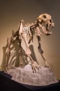 orso speleo - museo di storia naturale