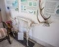 Cervo nano di Capri - sala di Preistoria