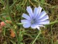 Cichorium intybus (L., 1753)