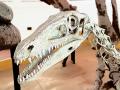 Coelophysis Sala dei Rettili