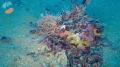 Coralligeno di Marzamemi 