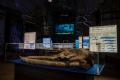 Mostra "Balene Preistoriche" presso il Museo Paleontologico  dell'Astigiano 