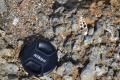 i fossili tipici dell'ambiente di spiaggia antica