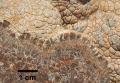 Dettaglio concrezioni stromatolitiche. Lare, Miocene inferiore