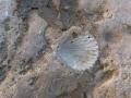 FOTO FOSSILI PRESENTI