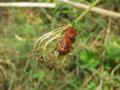 Graphosoma lineatum (L., 1758)