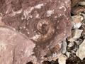 LE ROCCE RACCONTANO LA STORIA DELL'APPENNINO E DELLA VIA FLAMINIA