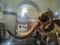 Particolare dell'elefantino nano - Paleoloxodon falconeri esposto al Palazzo centrale dell’Università di Catania
