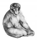 Macaco, illustrazione di Cristina Andreani per il Museo paleontologico di Montevarchi