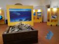 Museo di Allerona- Esposizione della massa di ambra grigia fossile