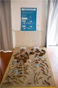 Nuovo allestimento dei resti di giovani cetacei rinvenuti nel 2008