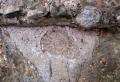 Ammonite fossile