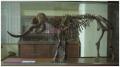 Palaeoloxodon (Elephas) falconeri