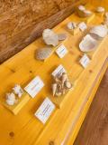 Sala del Cenozoico Collezione Gasteropodi e Bivalvi