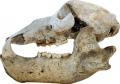 Particolare Cranio Ursus spelaeus  Sala Cenozoico Museo Paleontologia