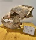 Ursus spelaeus Museo di Paleontologia