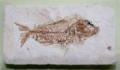 Pesce fossile del Messiniano siciliano