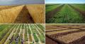 Foto Stazione Consorziale Sperimentale di Granicoltura per la Sicilia