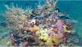 Esempio di biocostruzione del Coralligeno