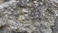 Arenaria fossilifera