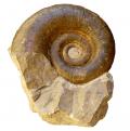 Lytoceras orsinii