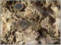 Impronte fossili di foglie di Laurus Nobilis (foto Prof.. F. Longo)