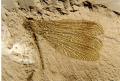 Libellula: Italolestes stroppai; Messiniano, 6 milioni di anni, circa.