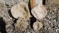 conchiglie fossili a Fubine Monferrato