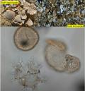 In un mare di pietra: i fossili, il clima e il tempo geologico