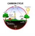 Il ciclo del Carbonio