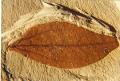 Cinnamonum sp. 