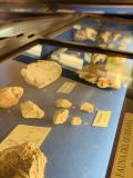 sala di Paleontologia 