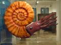 Ricostruzione di ammonite del Triassico superiore a grandezza naturale
