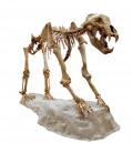 Ursus Spelaeus