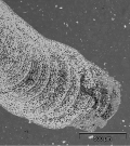 zonazione interna di un'alga calcarea